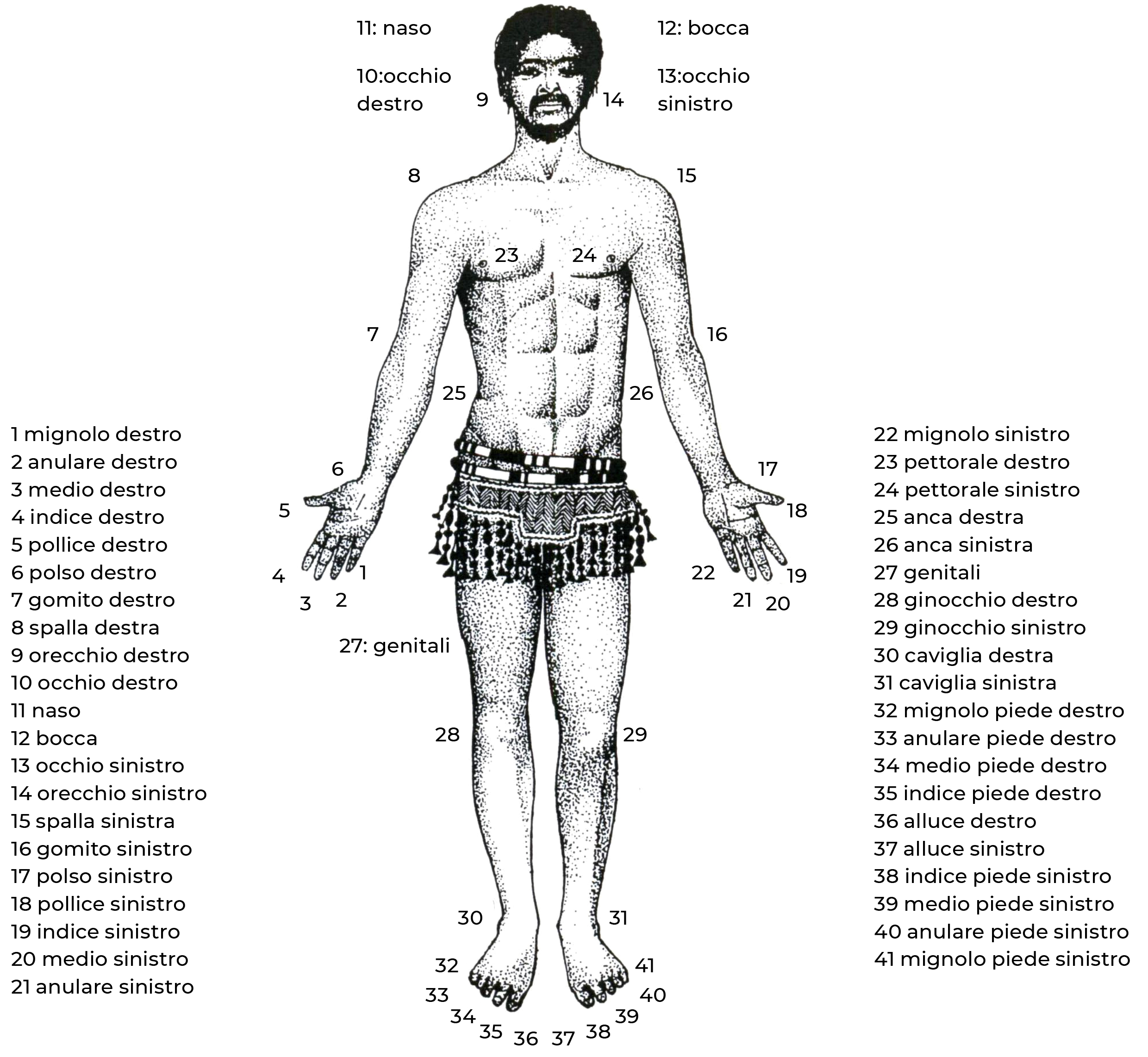 Esempio di enumerazione di parti del corpo umano.