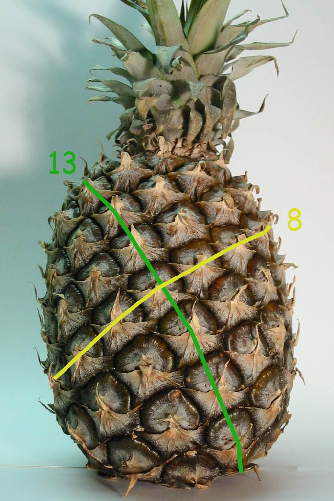L’ananas ha due serie di spirali della successione di Fibonacci: in questo caso 8 (3 + 5) verso destra e 13 (5 + 8) verso sinistra. 