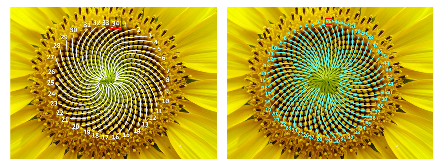 In questa specie di girasoli arriviamo a 34 spirali (13 + 21) verso destra e 55 spirali (21 + 34) verso sinistra.